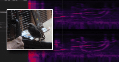 The Mouth, a starling, and a visualization of its audio.