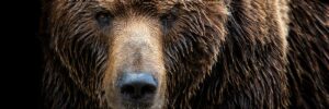 NCSC exposes Fancy Bear's Authentic Antics malware attacks