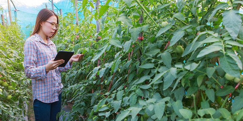 Digital Catapult sets sights on boosting AI take-up in agrifood sector