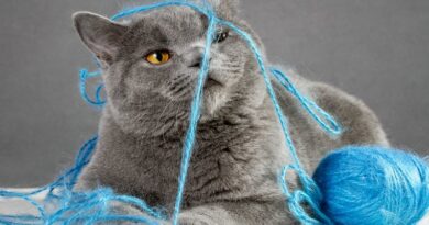 Paw Patrol: How AI and IoT are driving preventative pet care